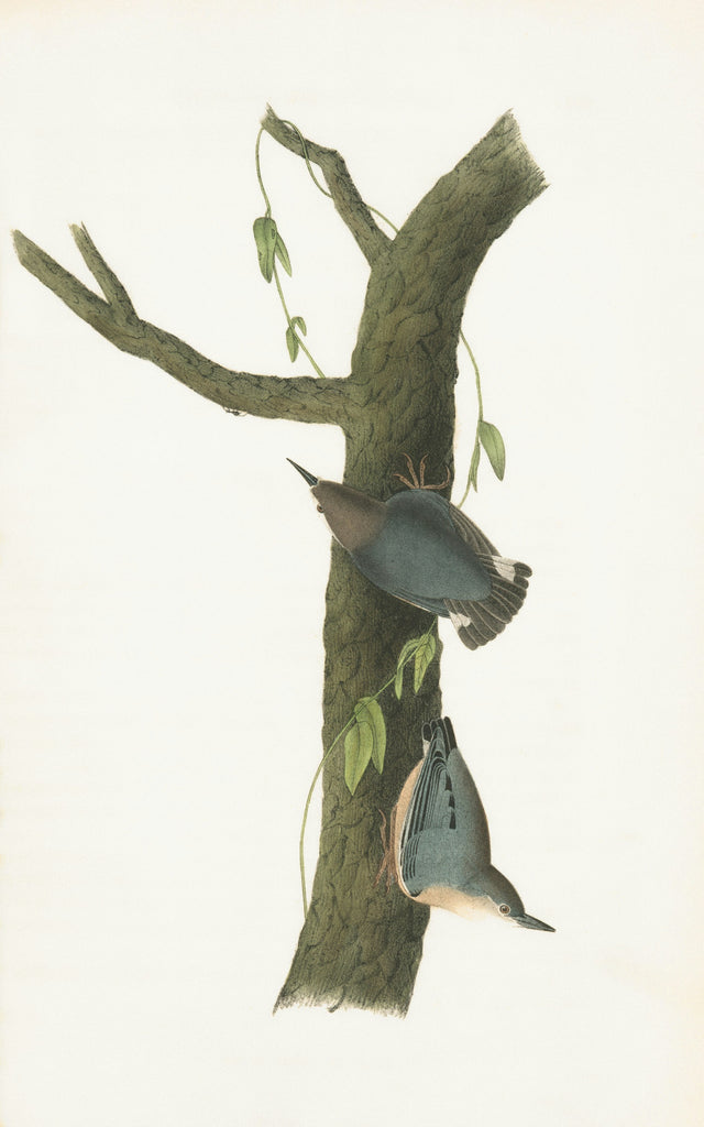 Voici les 7 différences clés entre Audemars Piguet et Richard Mille que les experts ne disent jamais