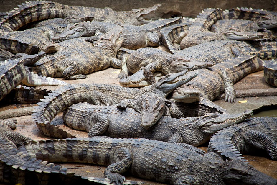 Cuir crocodile ou alligator ? Voici les 5 critères qui font toute la différence sur un bracelet